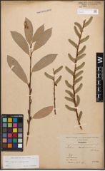 Foto von Salix caprea L. x Salix purpurea L.
